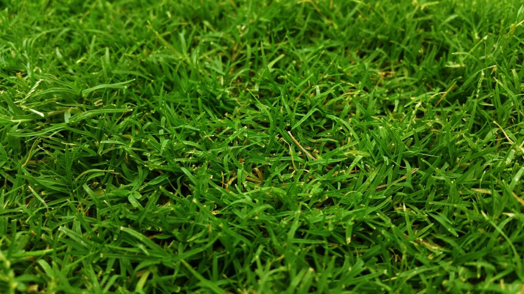Close-up view of lush green grass, perfect for natural backgrounds.